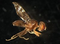 藏品(果實蠅)的圖片